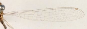 Media type: image; Entomology 12253   Aspect: front wing